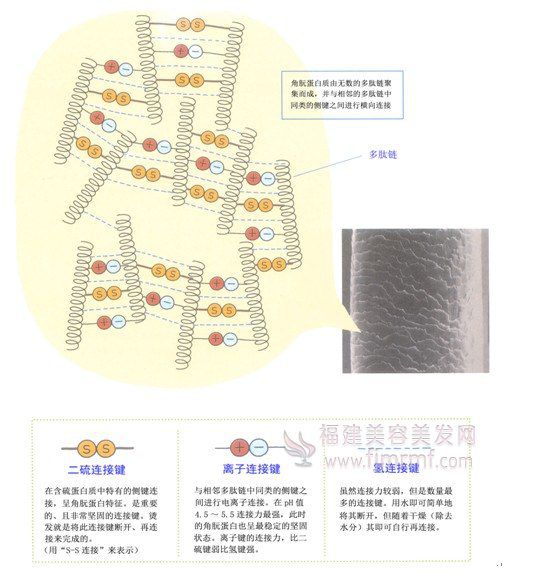 毛发(fā)内(nèi)部的(de)连(lián)接键-美发知识(shí) 毛发内(nèi)部(bù)的连接键(jiàn)-美发知识