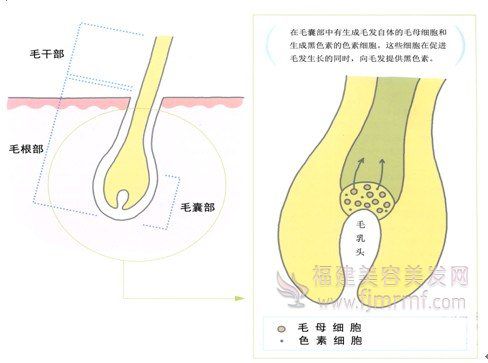 色素(sù)细胞(bāo)-头发的颜色与黑色(sè)素的关系 色素细胞-头发(fā)的颜(yán)色与黑色素的(de)关系