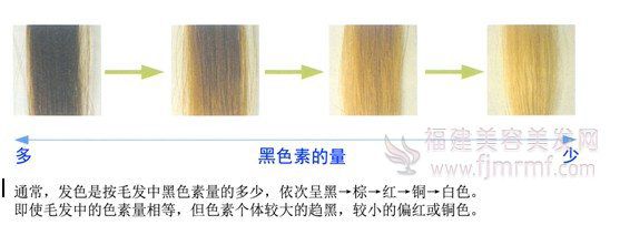 黑色(sè)素(sù)的(de)量和毛发的(de)颜色关系(xì) 黑色素的(de)量和毛(máo)发的颜色关系